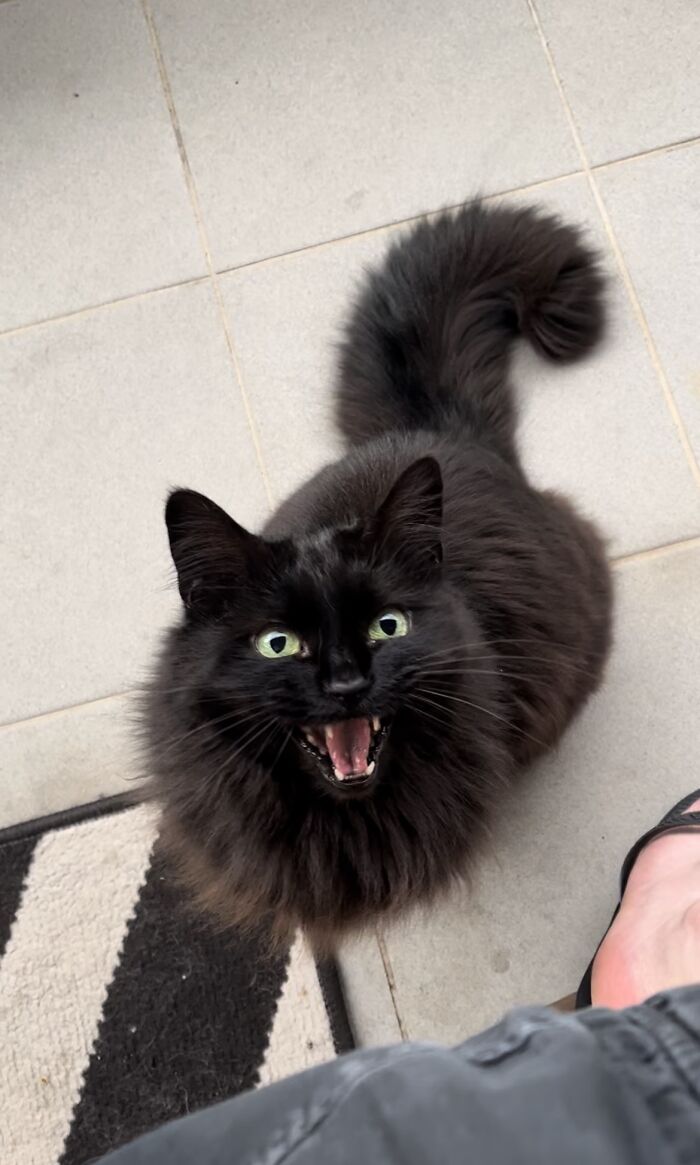 I Cannot Eat Cheese In Peace