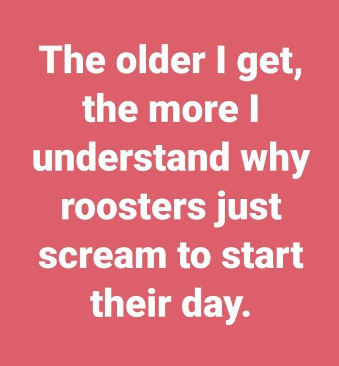 Text on a red background reads the older I get the more I understand why roosters just scream to start their day about aging.