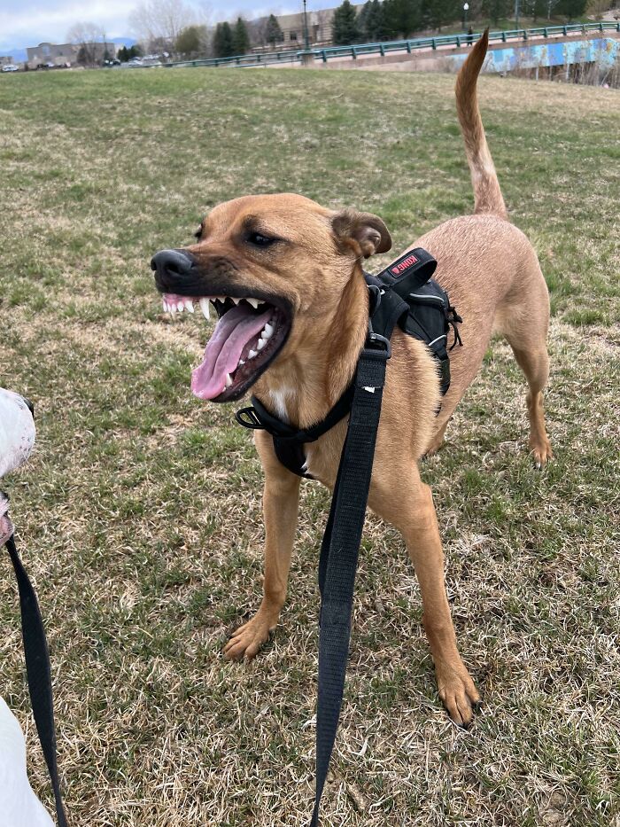 Very Sweet Dog We Adopted Back In September