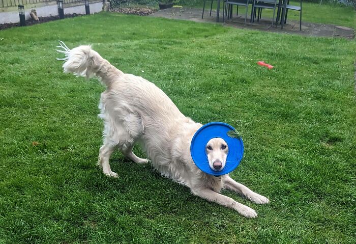 She Always Fetches Her Frisby Like This, Can Never Be Normal