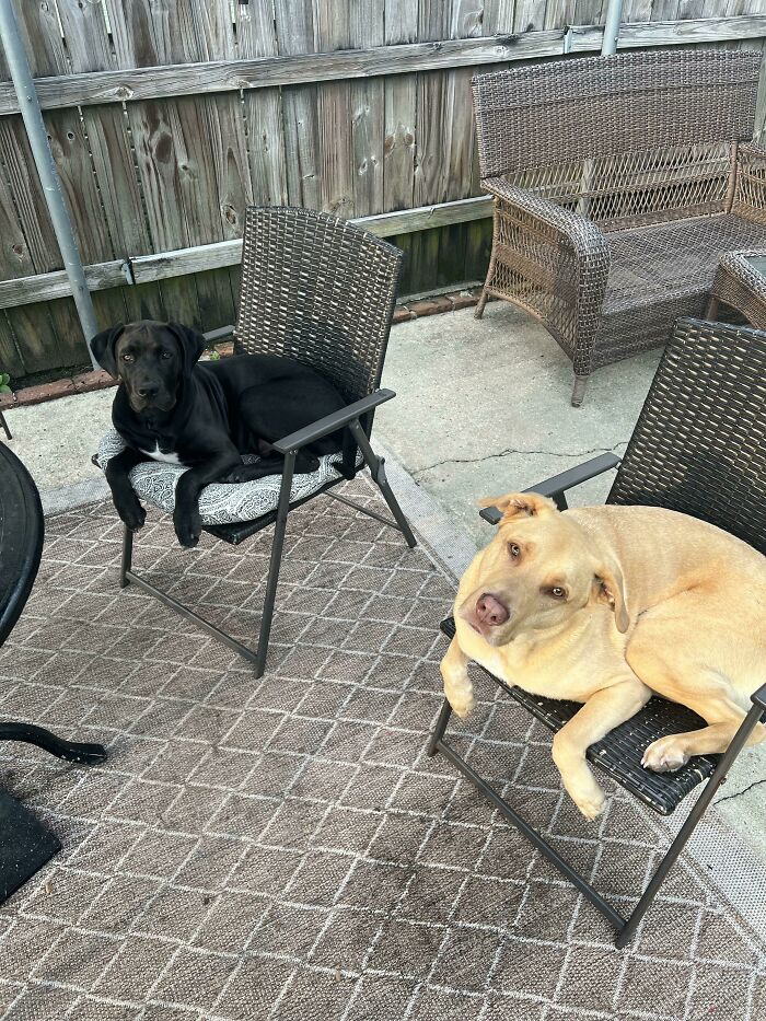 Went Inside For A Beer, Came Back Outside To An Intervention