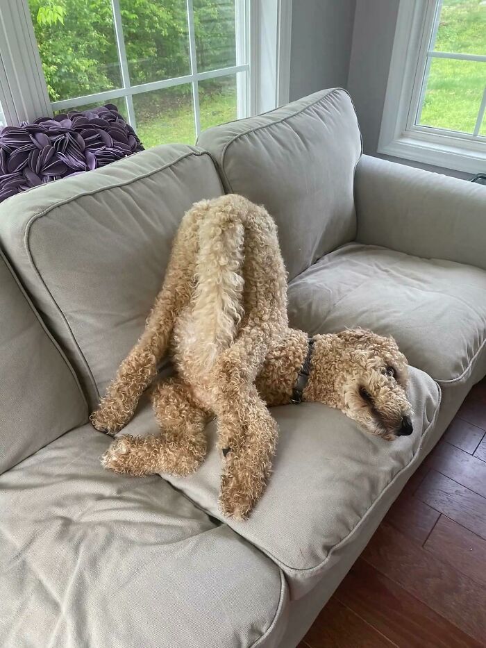 Please Rest Your Gaze On This Majestic Creature