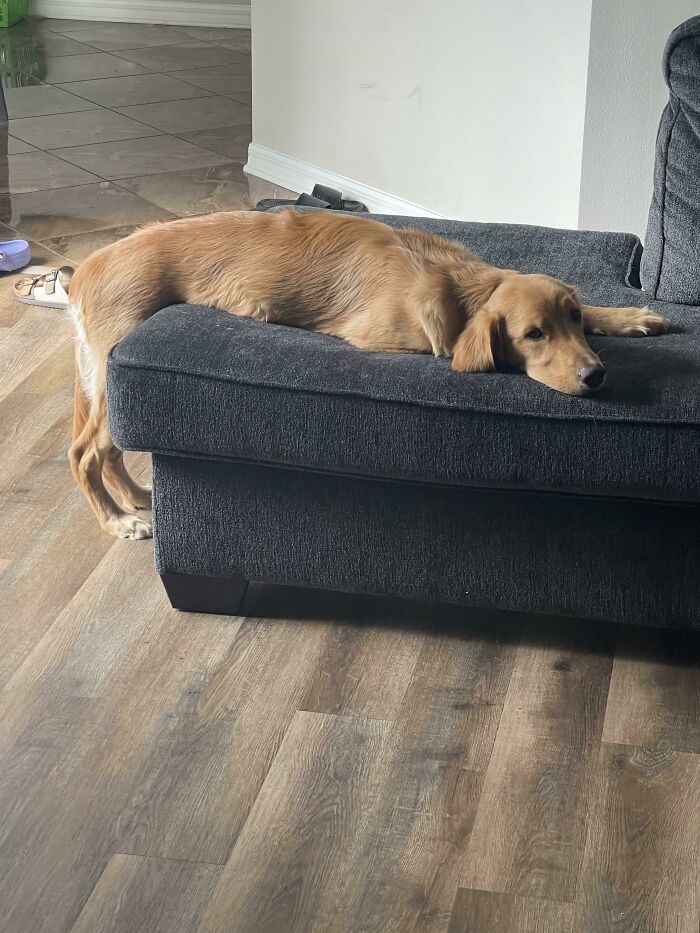 He’s Not Allowed On The Couch