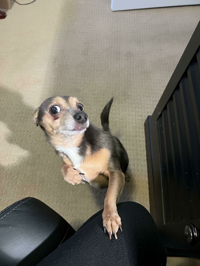 Trying Work, Get Interrupted By This