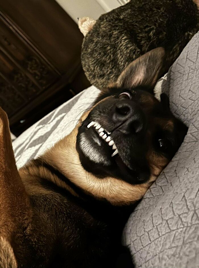 He’s Descended From Wolves