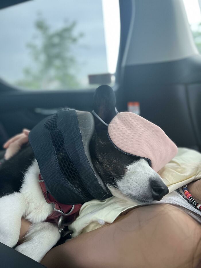 Put It On Him As A Joke And He Slept Like This For A Solid 30 Minutes