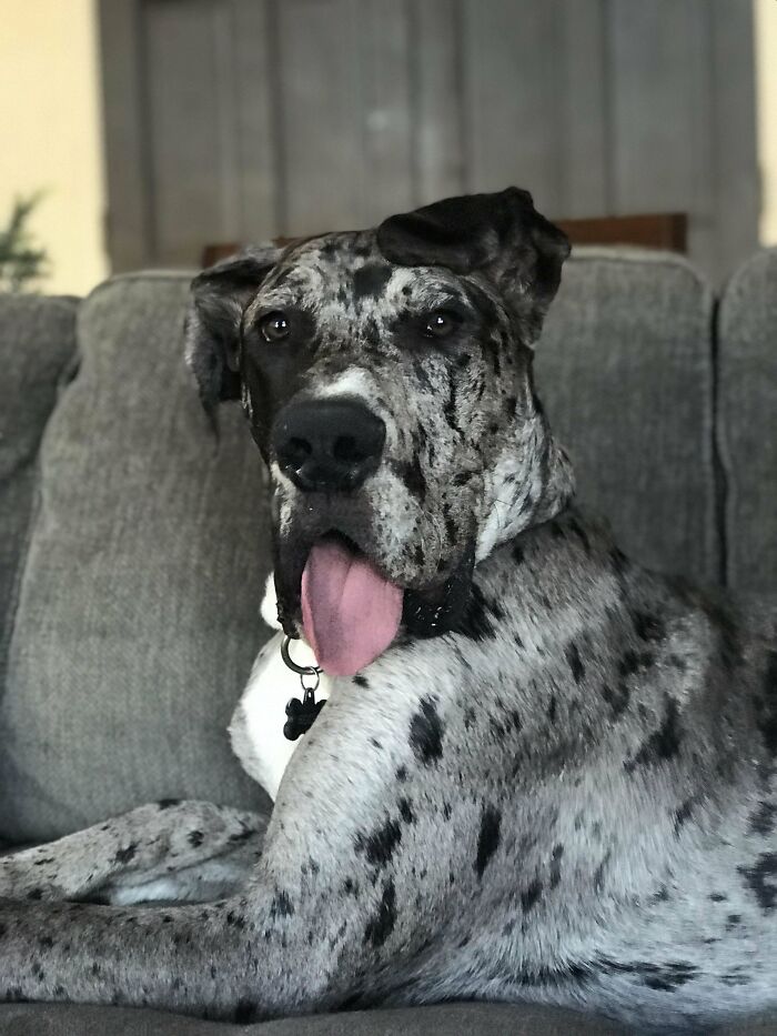 Another Doofus That Lives In My House