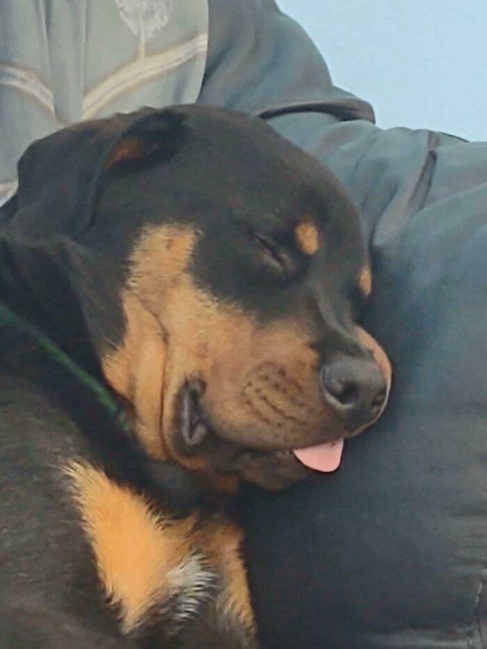 Pickle Is The Most Graceful Sleeper