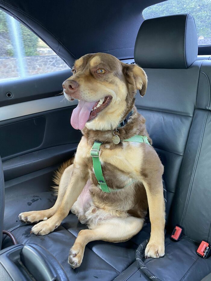 He Loves To Sit In The Car Like A Hooman