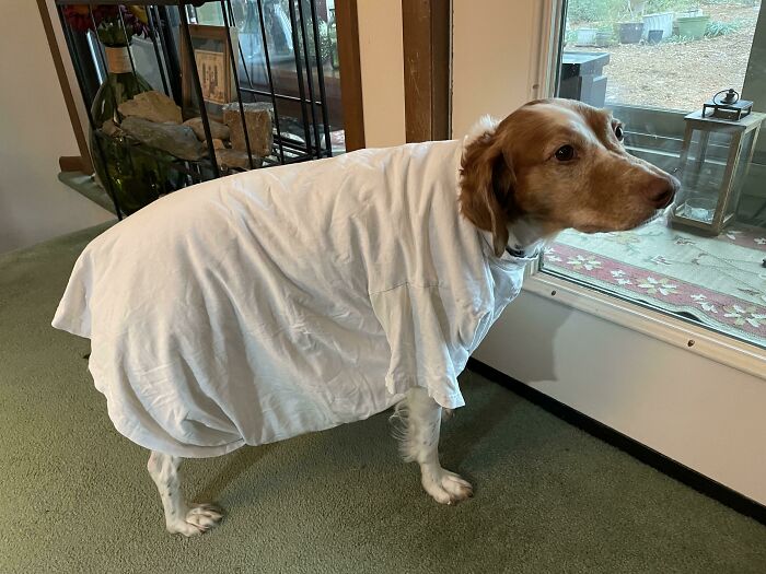 She Refused To Move Until We Took It Off. She Stood There Perfectly Still For 10 Minutes