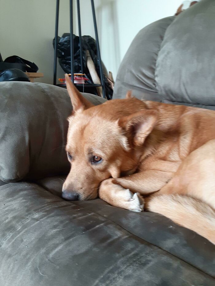 He Lives Next Door. His Family Adopted A Kitten