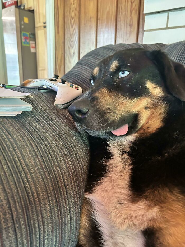 Clyde Trying To Remember Where He Left His Last Brain Cell