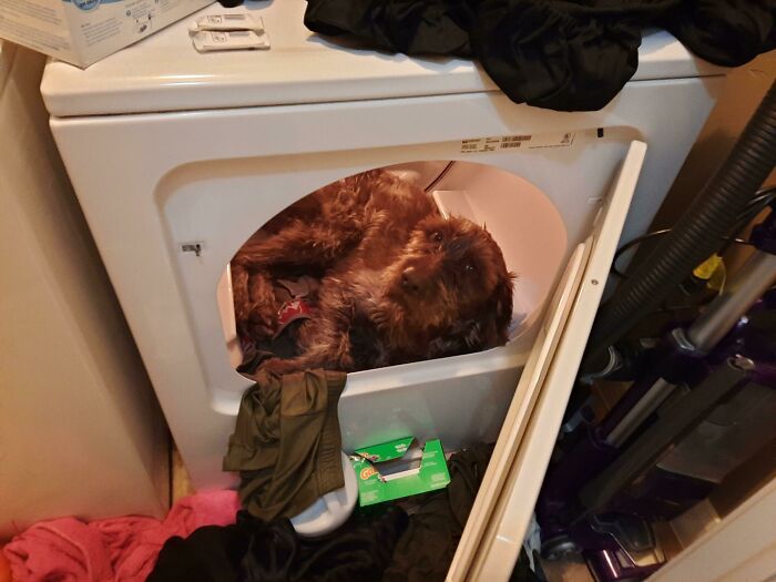 Found Him Napping After Calling For Him For An Hour