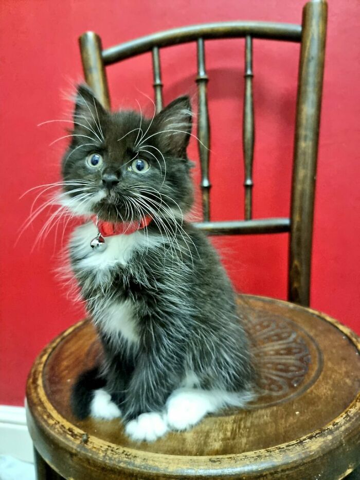 We Adopted This Handsome Boy Today. He's Called Benny