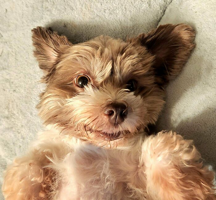 We Drove 1800 Miles To Adopt An Scared, Unsocialized Pooch. This Is Her At Home