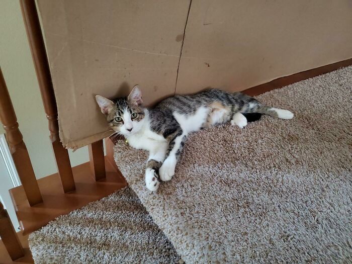 My Roommate And I Adopted This Little Guy Named Snoopy