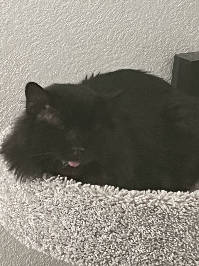 Adopted James. He’s About 5 Years Old. He Has Stomatitis And Had To Have All His Teeth Pulled. His Tongue Sticks Out All The Time. He Lost All Of His Hair. It Has Grown Back Except By His Ears. He Has To Take Two Medicines Daily Forever. But, He’s Got A Forever Home To Do It In