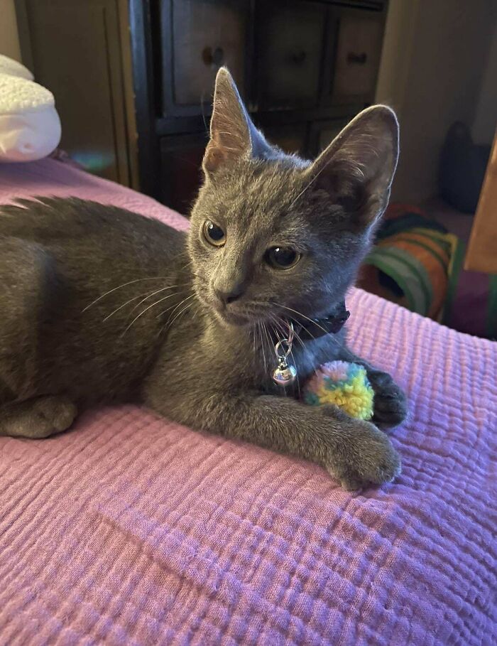 My Sweet Boy Adopted This Month. His Name Is Smudge