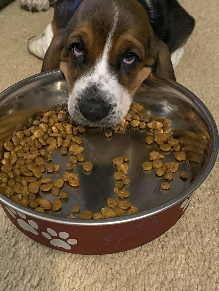 Just Adopted A New Puppy! Meet Georgia!