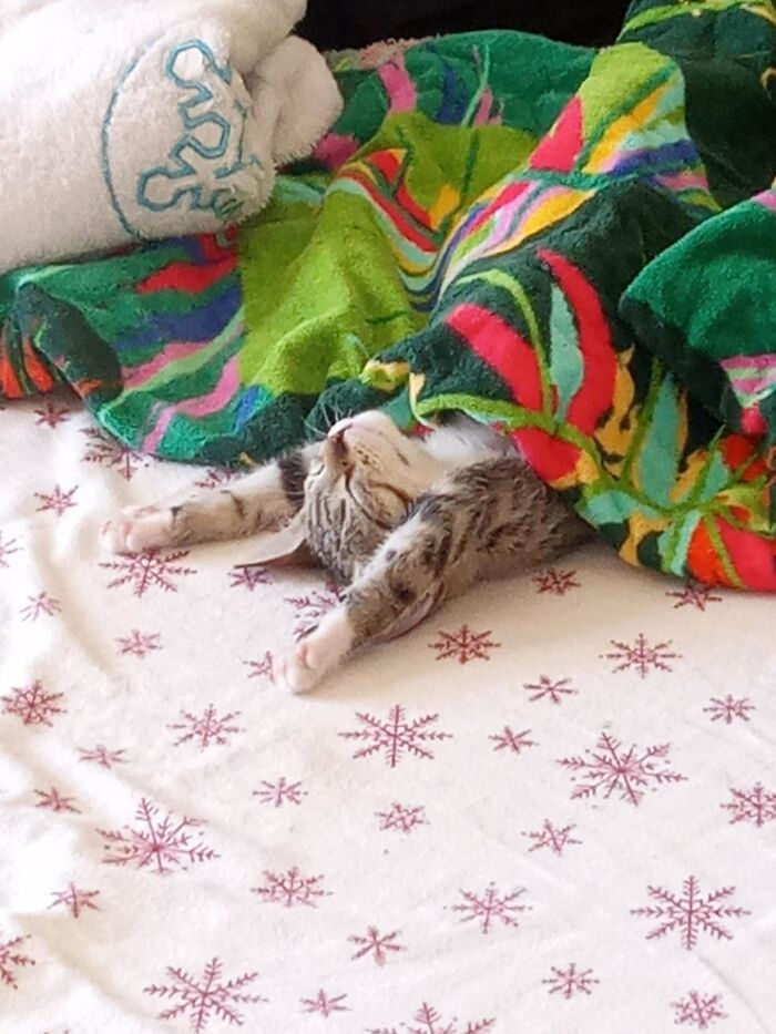 Meet Simi. She's So Chill And Sweet [oc]