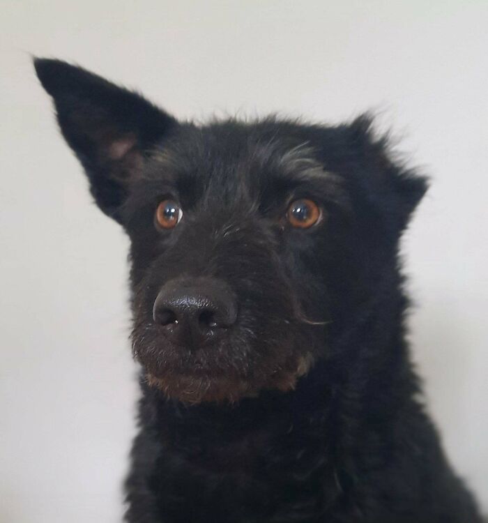 [oc] Say Hi To My One-Eared Rescue, Kuro!