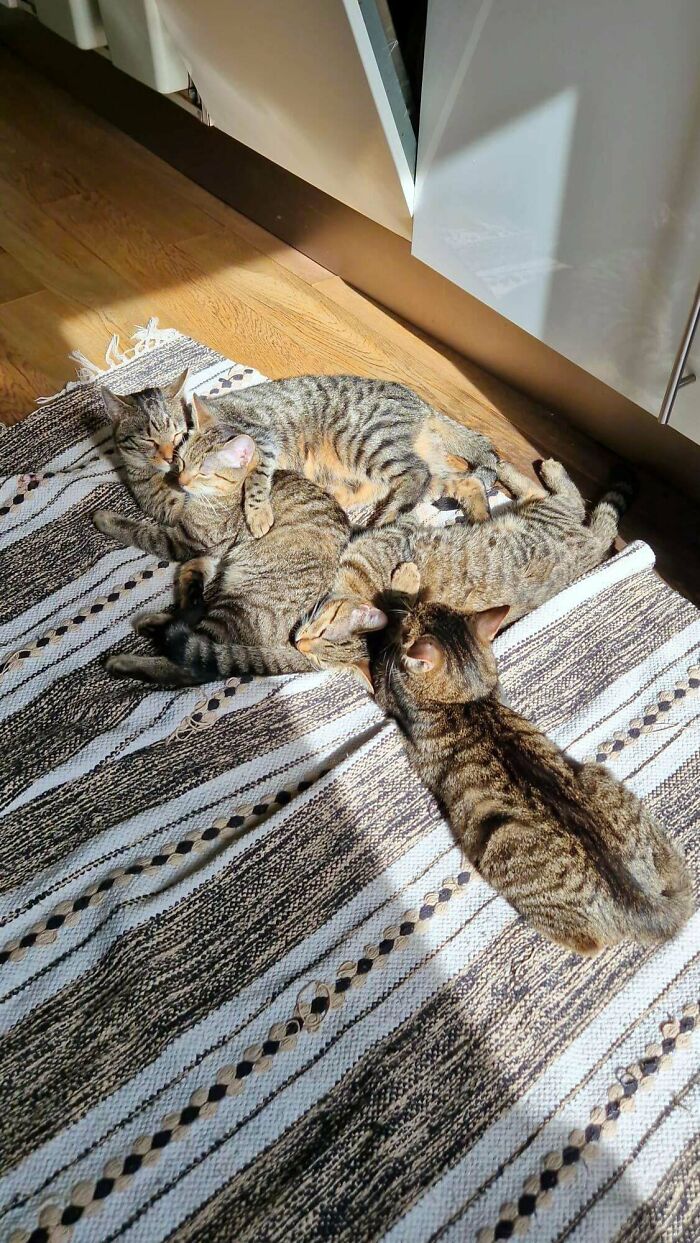 My Wife Has A Tabby Addiction. All Stray Cats She's Rescued In The Last Year