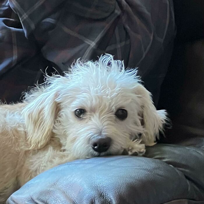 I'm Starting To Think She Was The One Who Rescued Me And Not The Other Way Around. Introducing…chloe! ♡ (Oc)