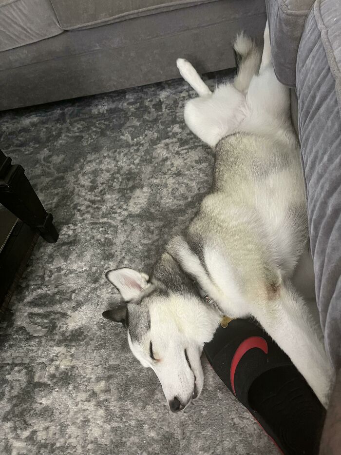 Rescue Pup Finally Feeling At Home. This Is Snow