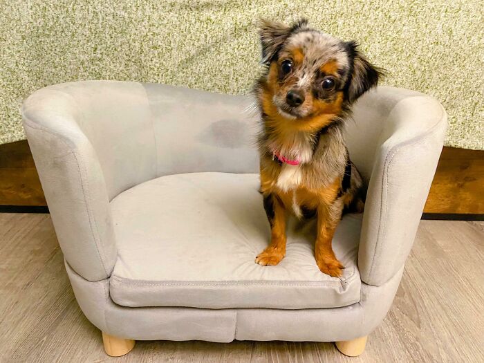 Our Newest Rescue, Pixel!