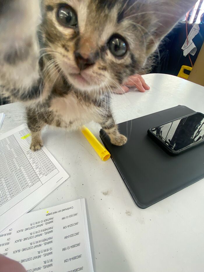 My Rescue Kitten, Gizmo, Wanted To Say Hello Today!