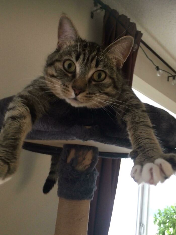 I Just Adopted A Tabby, He’s A Great Boy, Silly And Also Super Cuddly And Happy And Curious