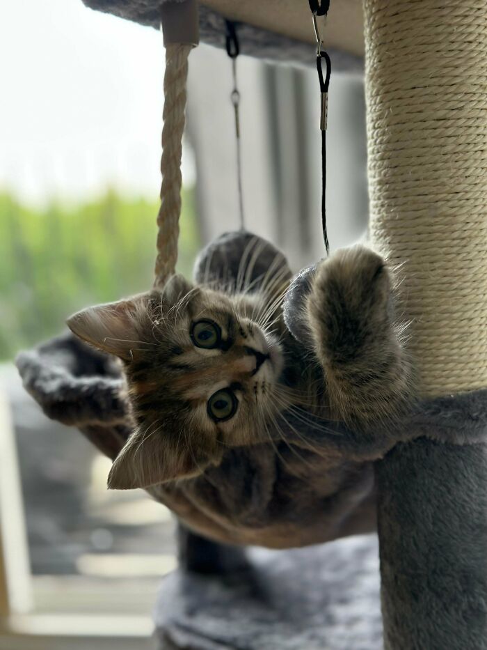 We Adopted Our First Cat In This Country. I'd Like To Introduce You Guys Our Little Princess Safira. Isn't She The Cutest?