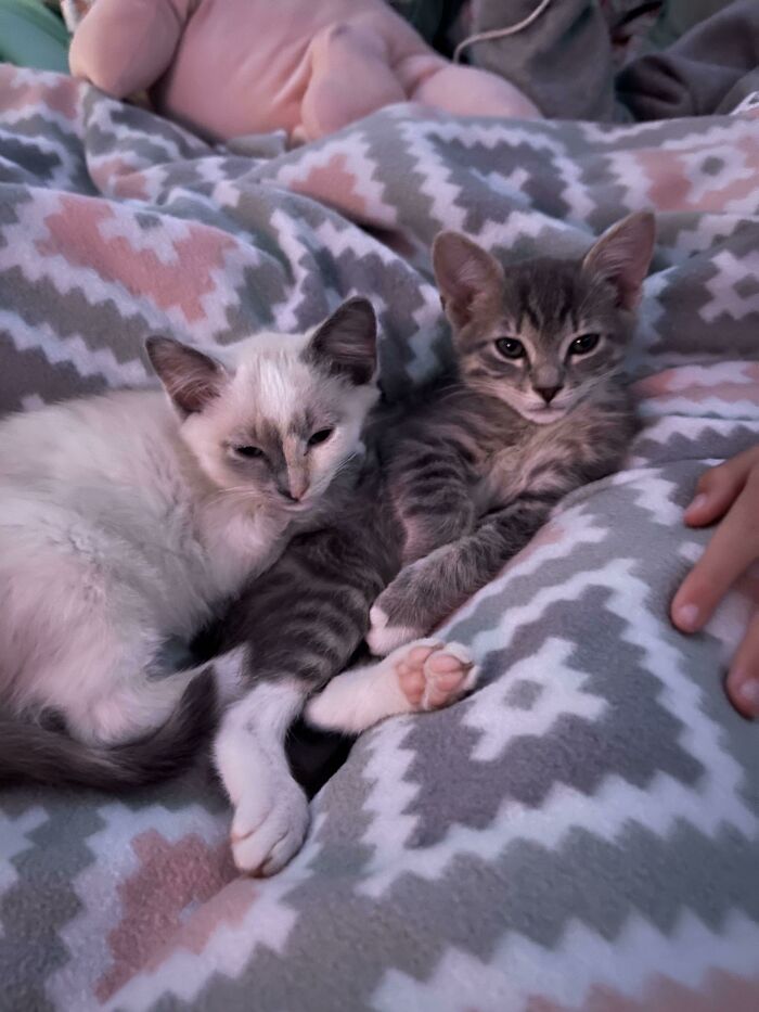 Our New Babies..ozzy And Cream