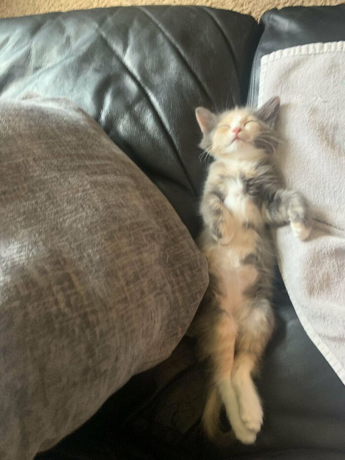 Farmer Was Feeding Kittens To Their Dogs, & I Rescued Her. How Did The Cat Distribution System Give You Your Cat?