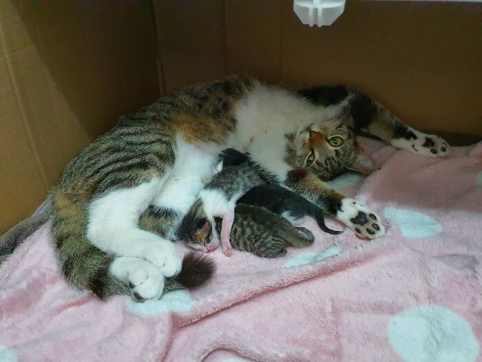 Adopted Lilli Last Friday, Only To Discover She Was About To Pop