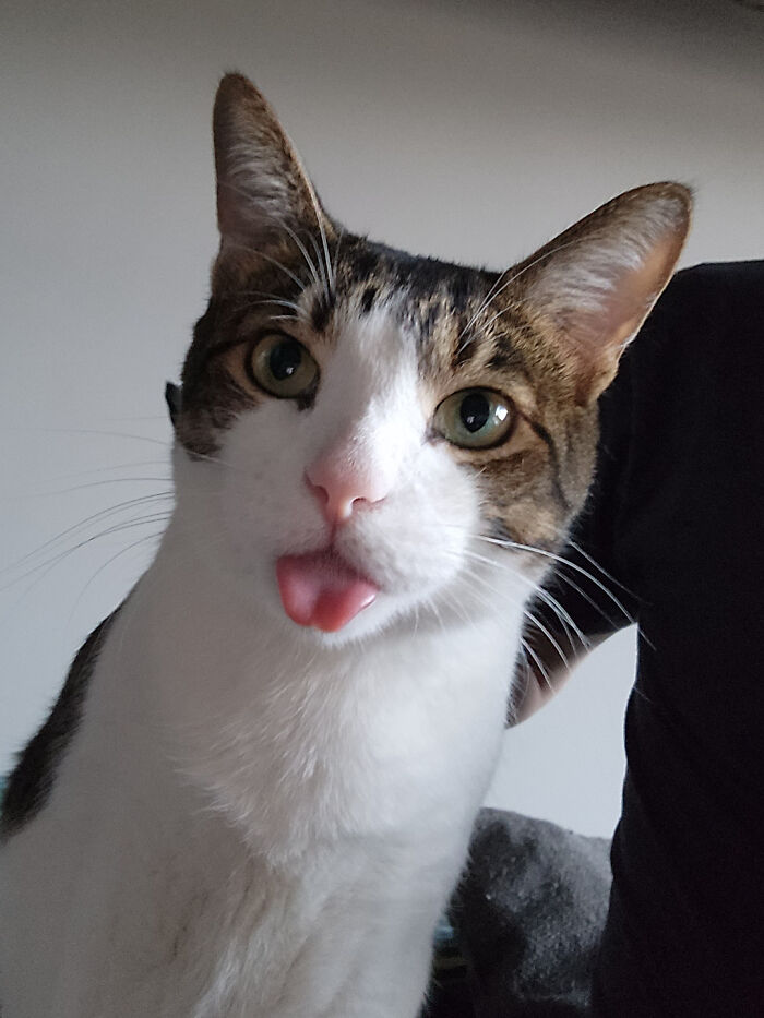 After Losing My Cats After A Breakup, I Adopted This Silly Guy