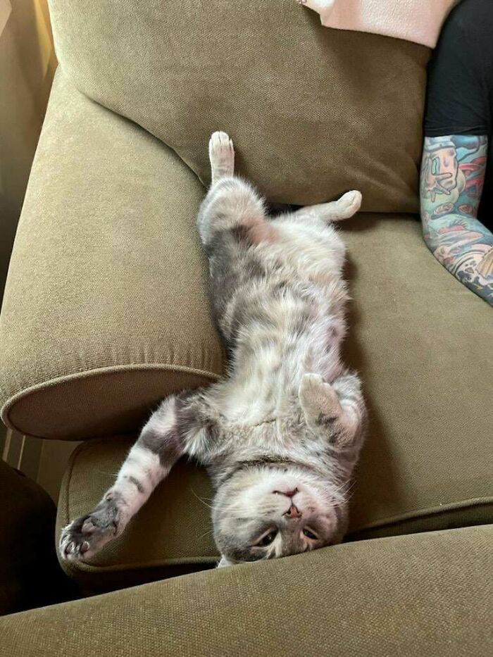 We Adopted This Big Guy This Past Weekend, Was Told He Would Hide And Burrow As He Was Quite Timid. This Was Day Two At His Forever Home