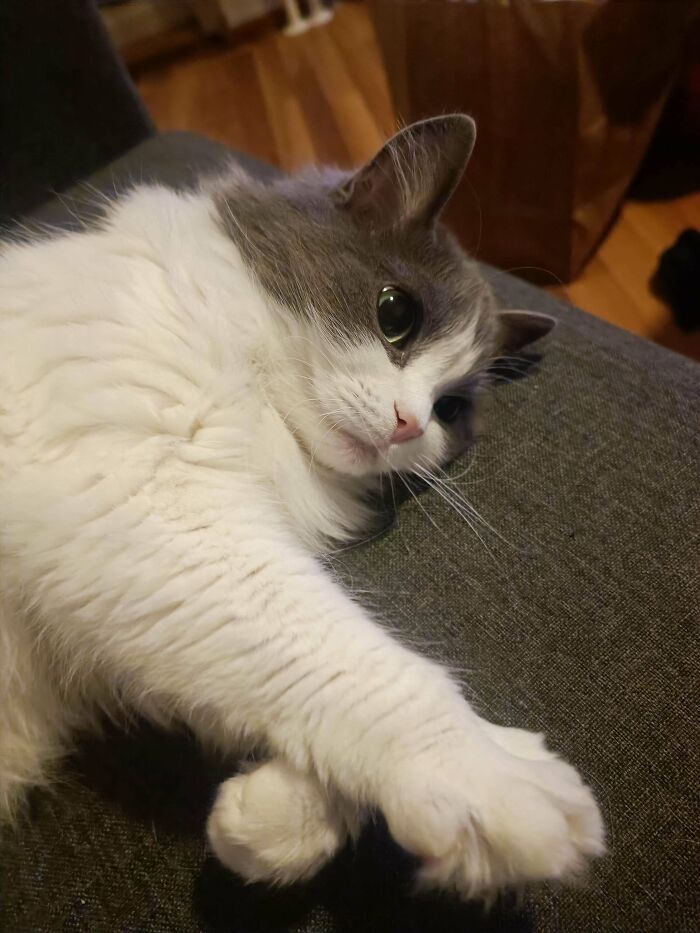 My Lovely (Around 14 Years Old) Cat Who No One Wanted To Adopt