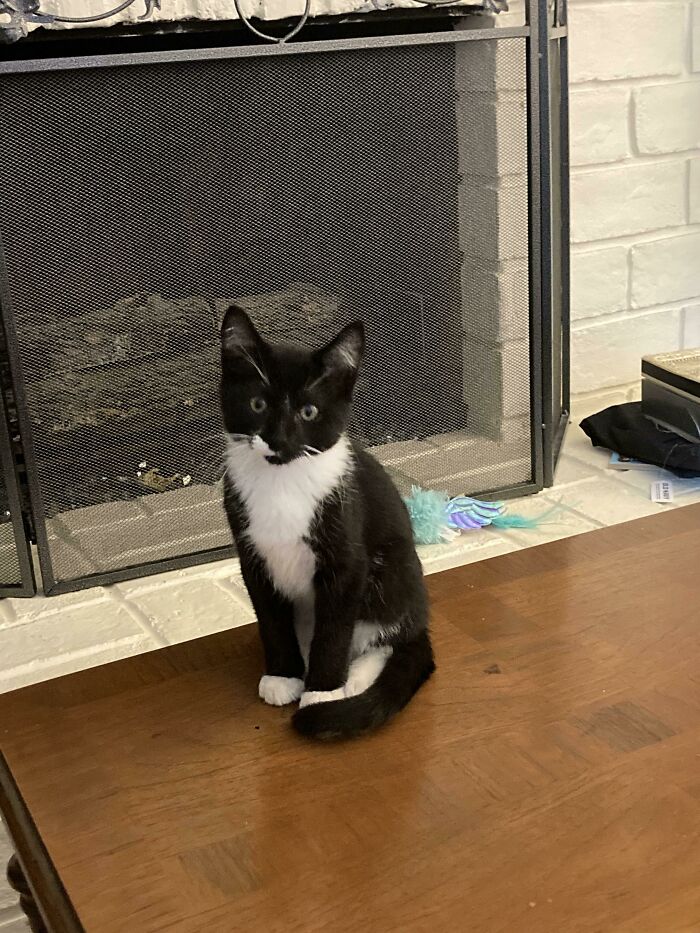 Found This Little Guy As A Barn Cat The Other Week During A Birthday Party. He Instantly Got Glued To Me. I Asked If I Could Adopt Him. As You Can See, They Said Yes Lol