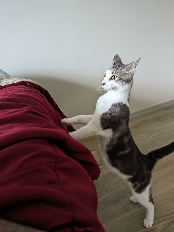 This Is Sekiro. I Adopted Him About An Hour Ago