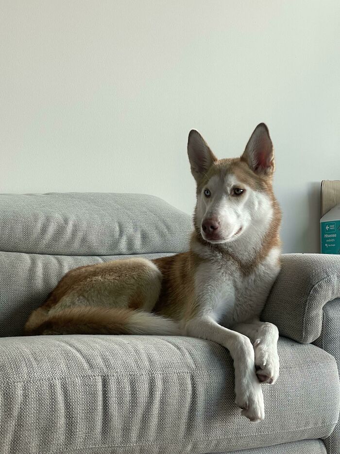 My Newly Adopted Dog. She’s Very Energetic And Playful. Loves The Ocean