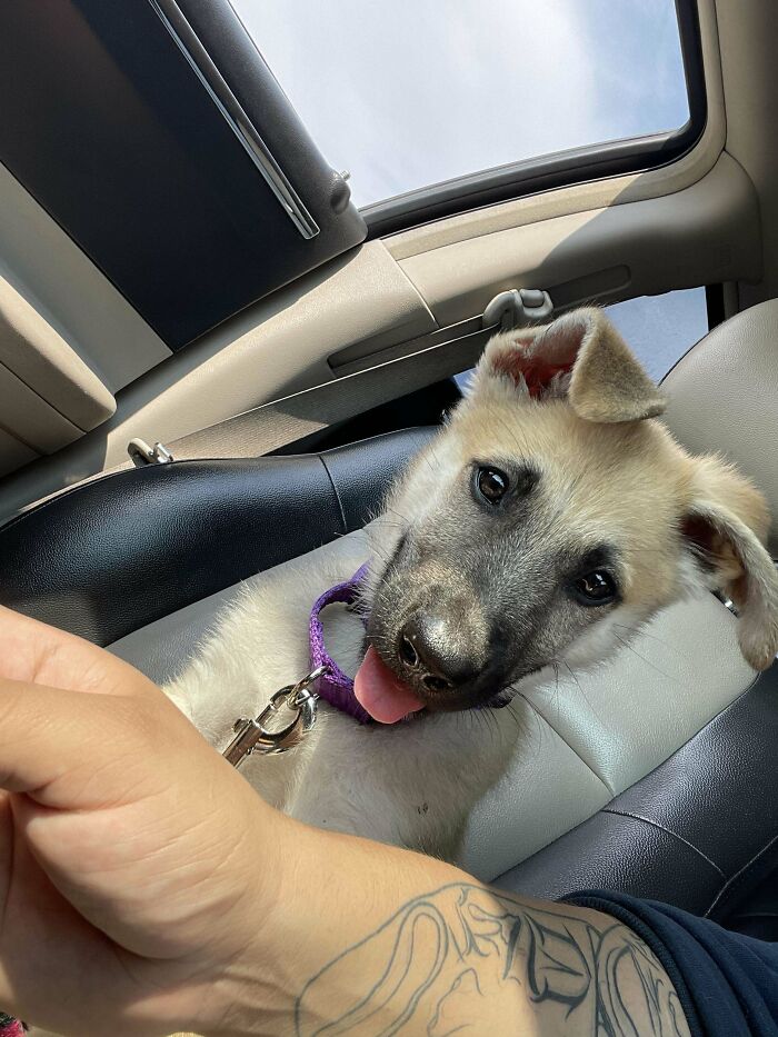 Meet My Son Sammy/Sam. Told My Family That I Had A "Child." 😅parents Were In Shock Until I Actually Showed Them What I Was Really Talking About Lol. Adopted Him From The Shelter 2 Days Ago!