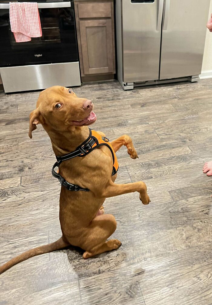 My Newly Adopted Son Leo, A Vizsla Mix