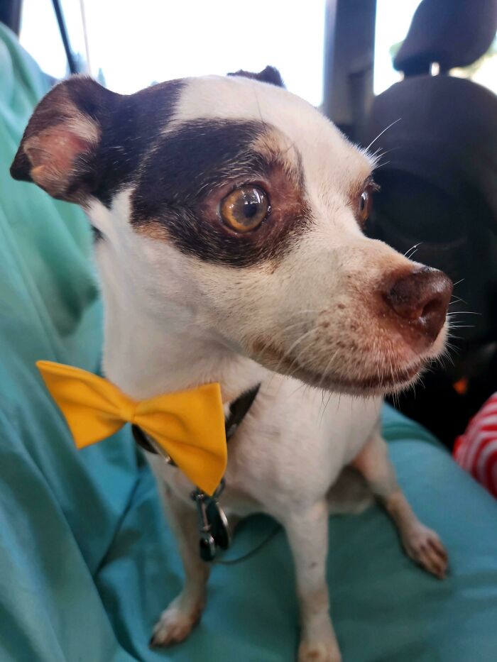 I Got Prescribed A Esa For My Schizoaffective. Just Adopted This 5 Yo Lil Guy From The Humane Society