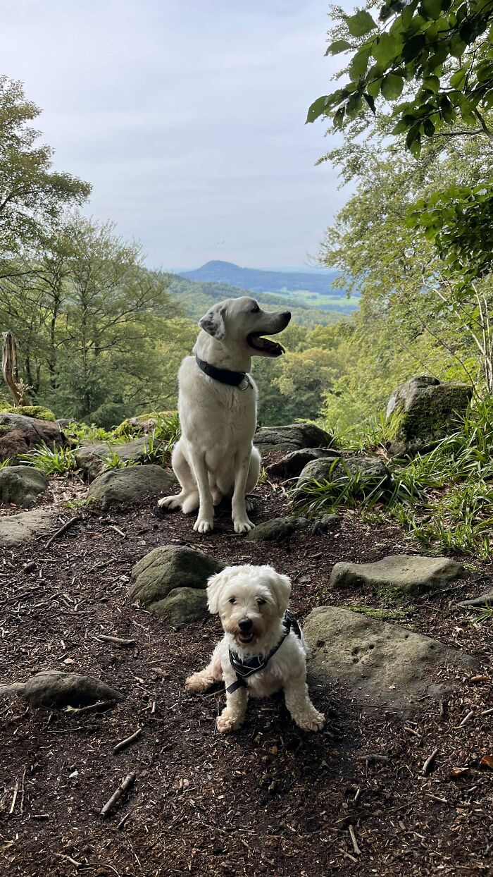 Adopt Don’t Shop. Our Newly Adopted Dog Lumi With Her Bigger Brother