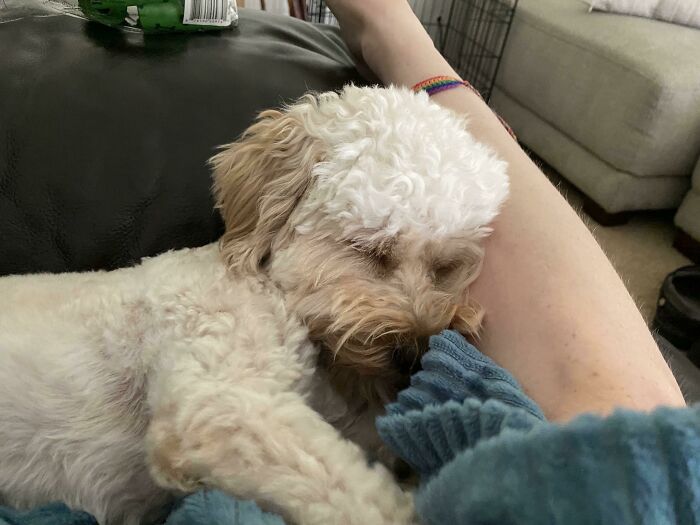 I Adopted Him 72 Hours Ago, I’m Already In Love