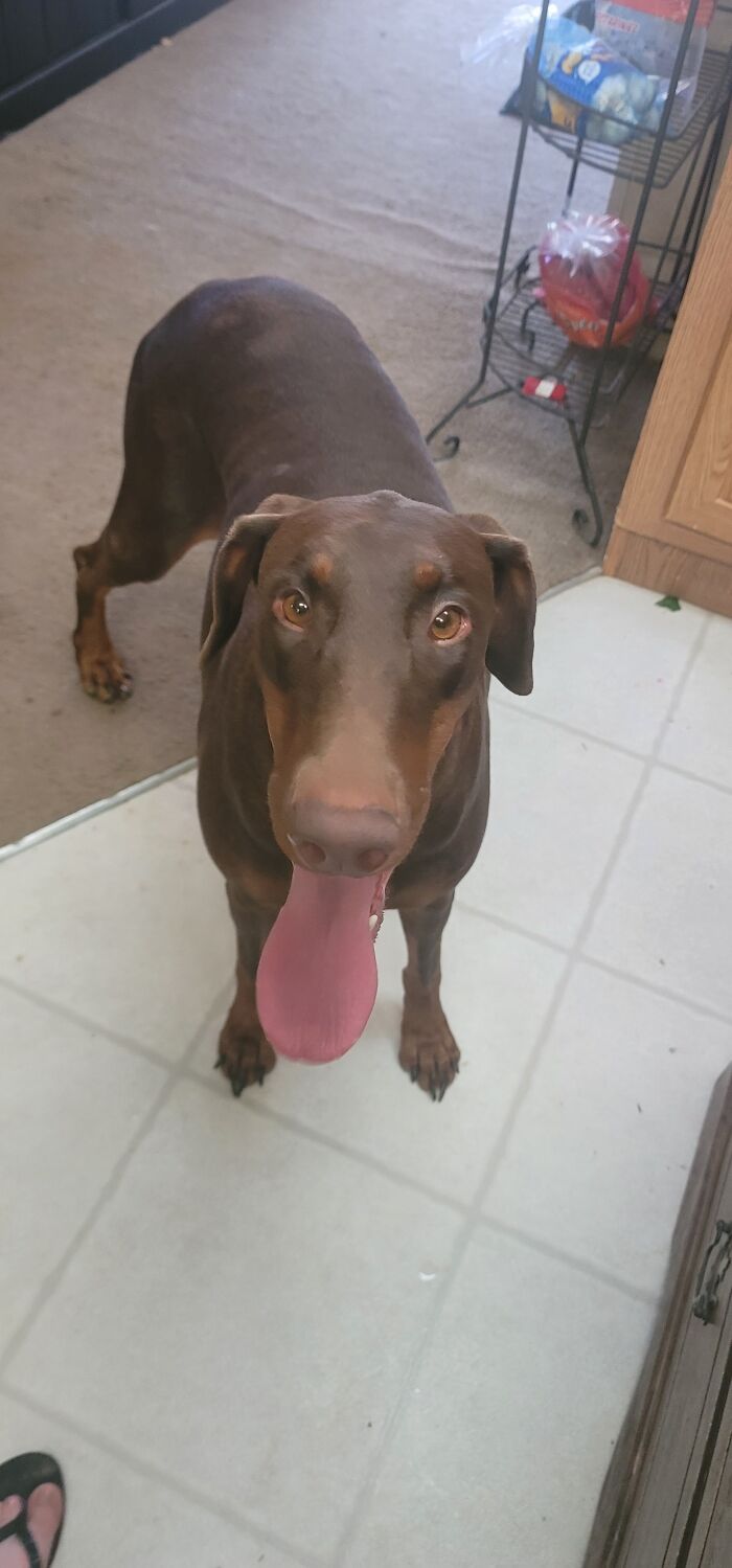 Adopted This Dobe Girl Two Weeks Ago, I Am Obsessed