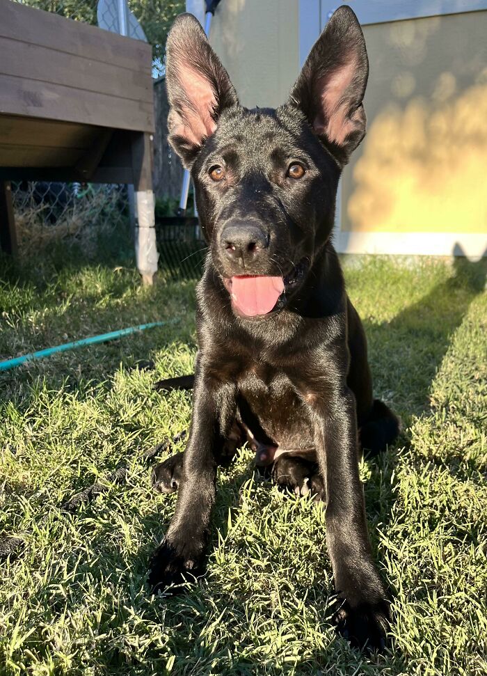 This Is Bruce, 3.5 Months Old Rescue And Precious