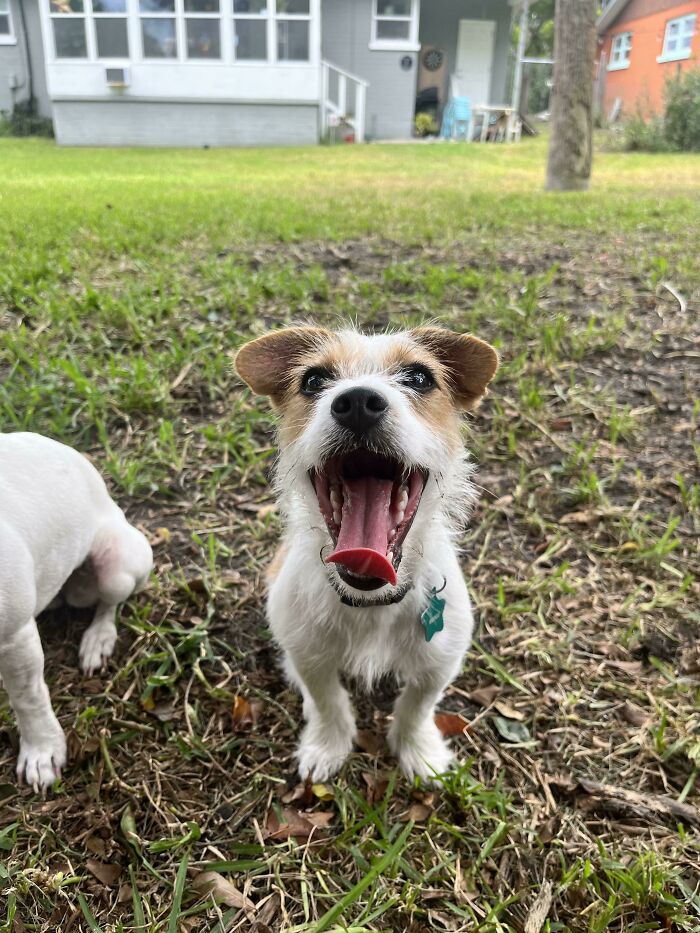Our 7 (Ish) Month Old Rescue Pup Rodeo
