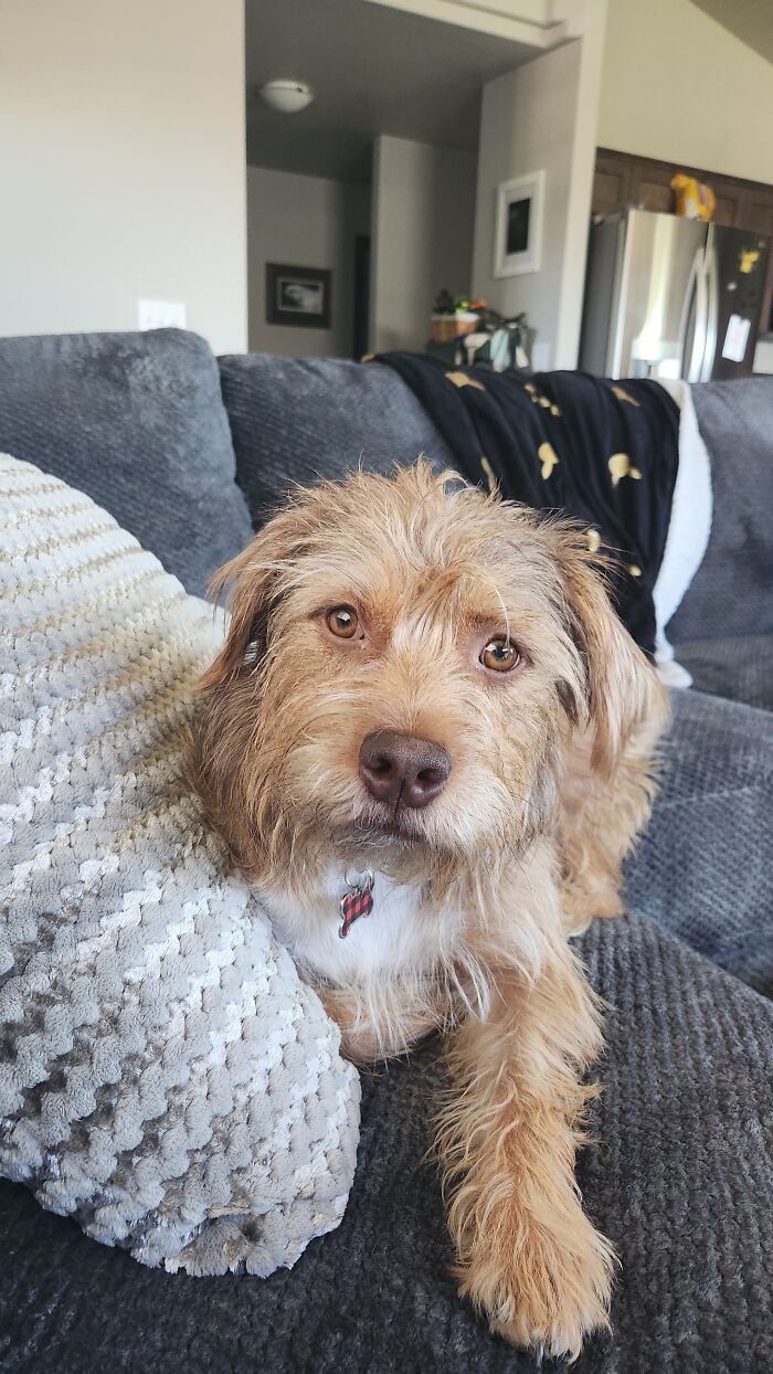 Meet Teddy. He Was A Surrender To A Local Shelter Because Of "Behaviors". Their Loss. Just Goes To Show Any Dog Can Be A Good Dog With Training And Love